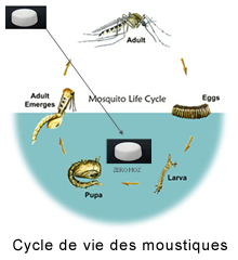 Cycle de vie des moustiques