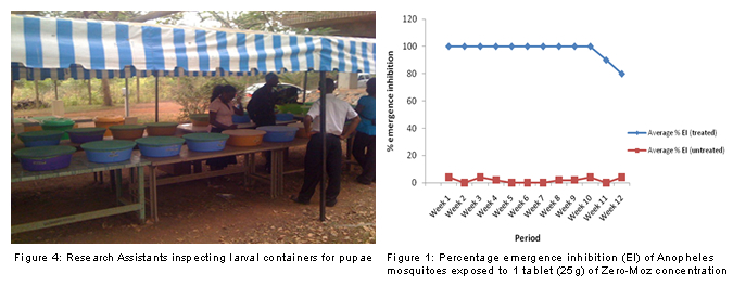 Figure 4: Research Assistants inspecting larval containers for pupae